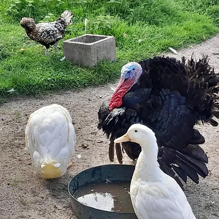 招待所 Le Paddock Du Val De Lys Blessy