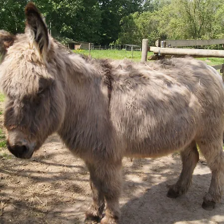 招待所 Le Paddock Du Val De Lys 3*