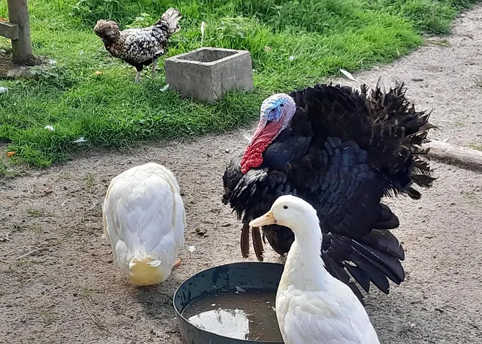 بيت ضيافة Le Paddock Du Val De Lys Blessy